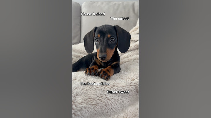 True story 🤣 #puppy #dog #cute #fyp #dogs #dogshorts #cutedog #dachshund #fy #puppies #pets #foryou