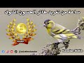 ساعه من تغريد طائر حسون الشوك الطرنجان النعاري Eurasian Siskin 