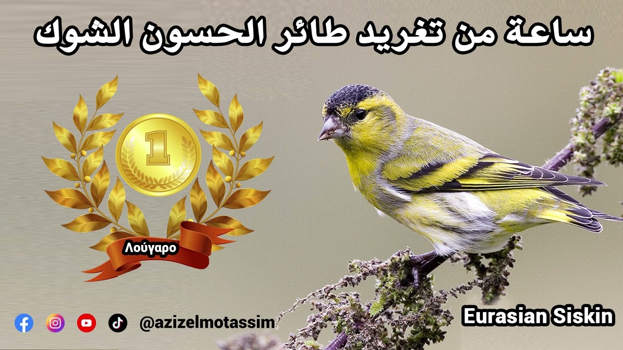 ساعه من تغريد طائر حسون الشوك - الطرنجان - النعاري Eurasian Siskin