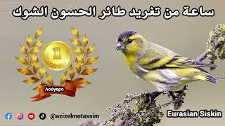 ساعه من تغريد طائر حسون الشوك - الطرنجان - النعاري Eurasian Siskin