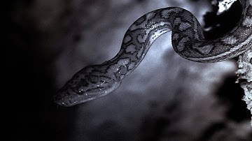 Snakes Hunt Bats In A Cave | Planet Earth | BBC Earth