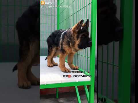 chinese shepherd dog