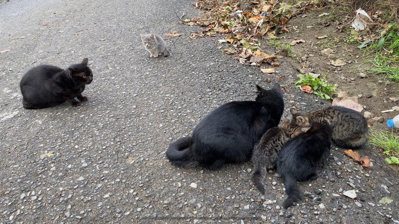 Ara Sokaktaki Ürkek Kediler