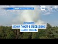 В лесном заповеднике на юге Нидерландов распространяется пожар