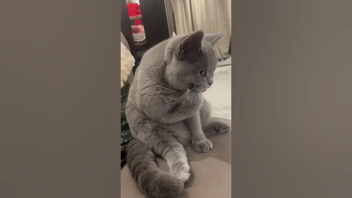 Video 6700151: shorthair britishshorthair, cute british shorthair, britishshorthair cutecat