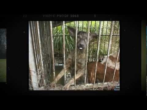 Maria Daines April 4 World Stray Animals Day Offic...