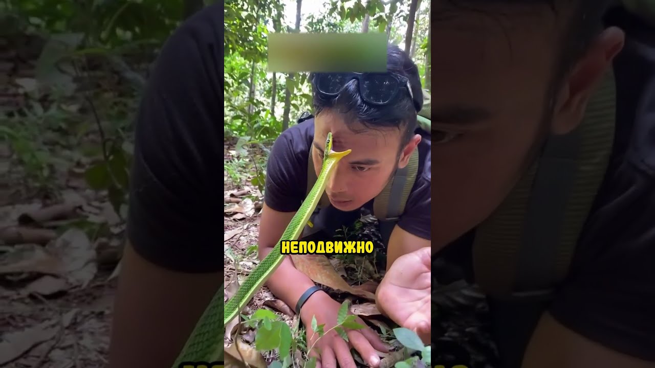 Вас укусила змея! Что делать в таком случае?