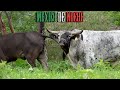 MEXICO DE NOCHE CON LAS VACAS