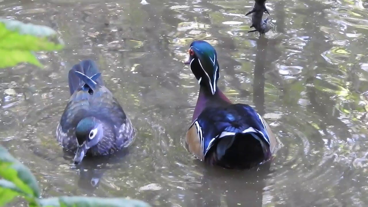 WOOD DUCK YouTube