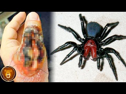 Video: Die gesündeste Diät für Papageien