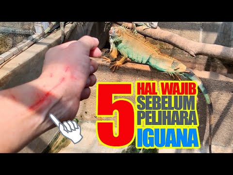 Video: Iguana Hijau - Iguana Iguana Reptil Breed Hypoallergenic, Kesehatan Dan Umur