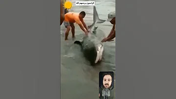 موقف رائع مع سمكة القرش 