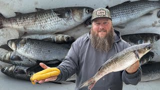 MULLET fried and smoked! {Cast net, clean, cook) Bonus smoked fish dip recipe!