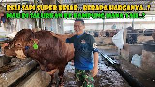 Beli Sapi Dan Domba Super Besar ... Ke Kampung Mana Yah Sapi Ini Di Salurkan..?