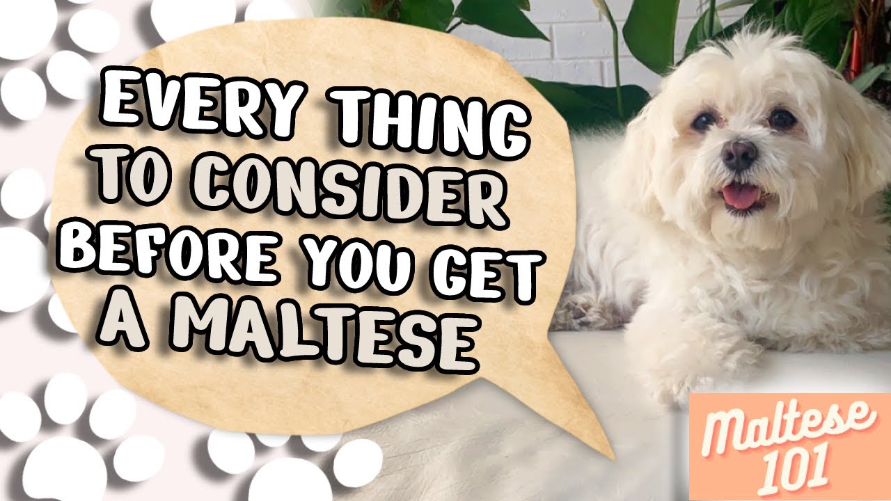 Maltese Pros And Cons (Everything You Need To Consider!)