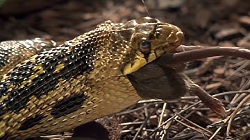 Wild America Short | Two Headed Gopher Snake Chows Down