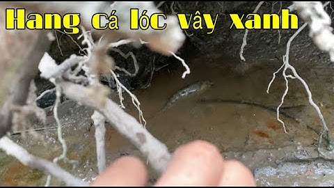 Đi mò HANG CÁ LÓC VÂY XANH