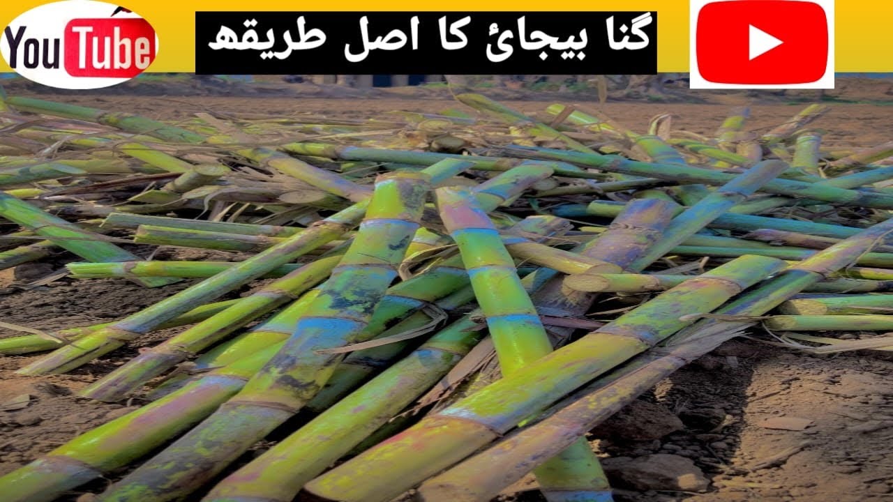 گنا دی بیجائ دے بارے اصل طریقہ کار زمیندار واسط تے - YouTube