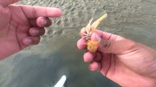 How to pump ghost shrimp for fishing bait