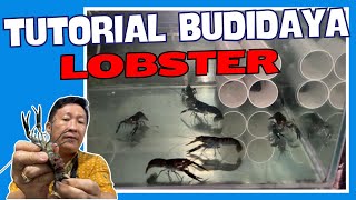 TUTORIAL BUDIDAYA LOBSTER AIR TAWAR #lobster #budidaya #tutorial