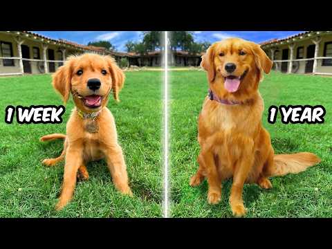 The 1st Year of my Dogs Life! 🐶