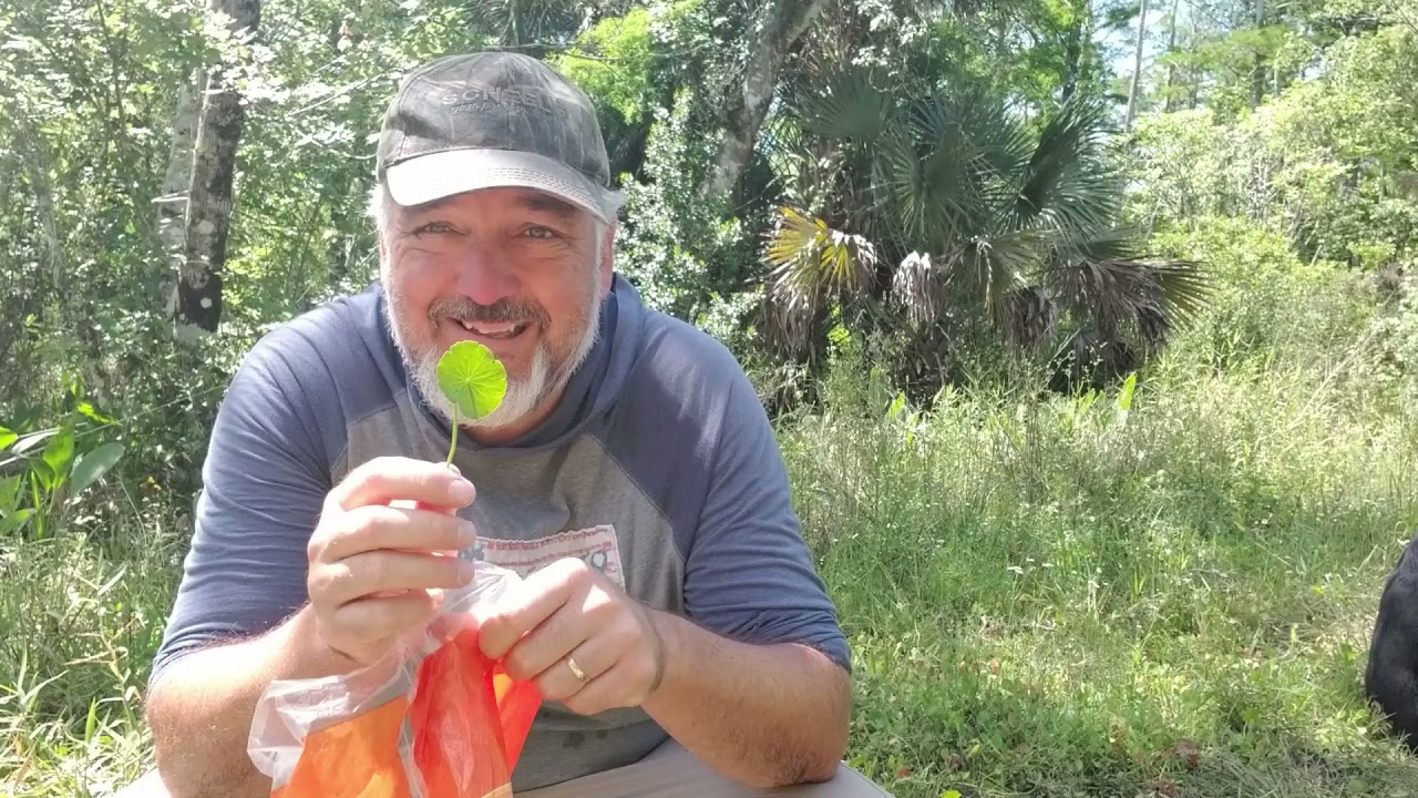 Foraging in Florida on a Sunday Afternoon