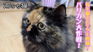 【雨のち猫】長毛猫のおケツ毛問題バリカン大作戦の巻Longhaired cat's butt hair problem! Great clipper operation!