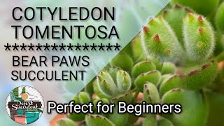 34 Cotyledon Tomentosa Bear Paw Succulent Home Benefits Explained