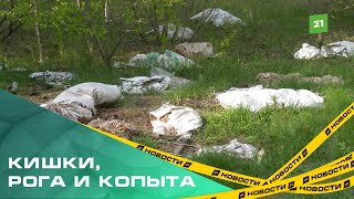 В Сосновском районе обнаружили кладбище домашних животных