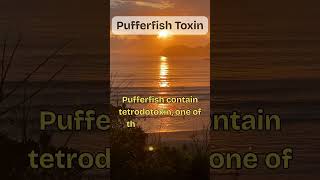 Cute Fish is DEADLIER Than Cyanide?! 🐡☠️ (Pufferfish's Poison Secret!)