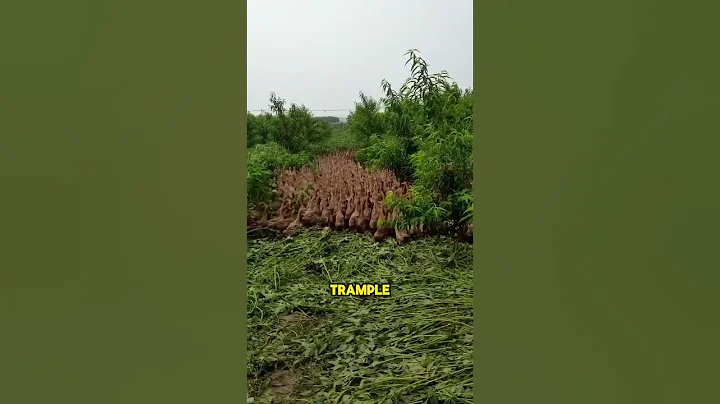 Chinese farmers invented this amazing rice field duck farming  #shorts #facts