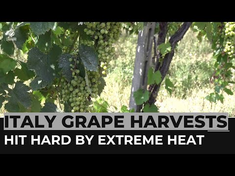 Italy drought: Grape harvests hit by extreme weather