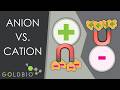 Ion exchange chromatography: Anion vs Cation Exchange Explained