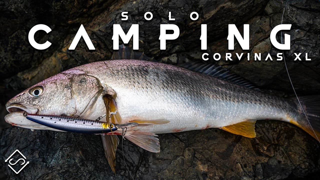 Solo Camping Fishing con CORVINAS XL