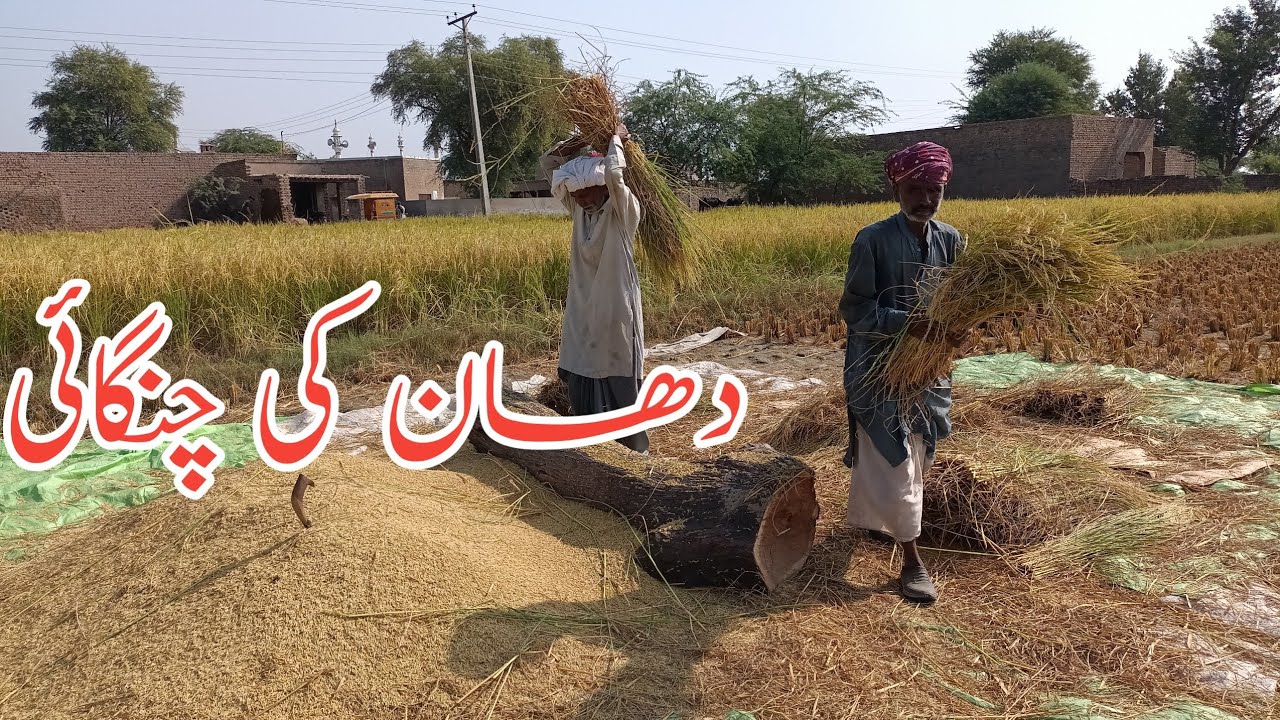 Akbar Rice rice harvesting //Pak village vlog//akbar hassan official - YouTube