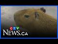 Exotic animals at Edmonton Wildlife Festival this weekend