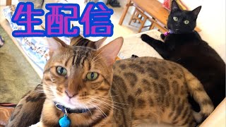 【生配信7/19】やっと暑くなってきましたので猫でも見て涼みませんか？生配信