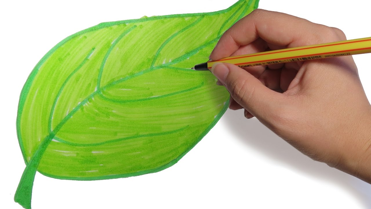 COMO DIBUJAR HOJAS DE ARBOLES PASO A PASO: Dibujos faciles para niños a  color - thptnganamst.edu.vn