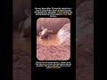 His First Mud Bath #nature #facts #animals #animalshorts #shorts #wow #cute