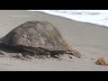 2 injured loggerhead turtles triumphantly crawl into the Atlantic after rehabbing in Florida