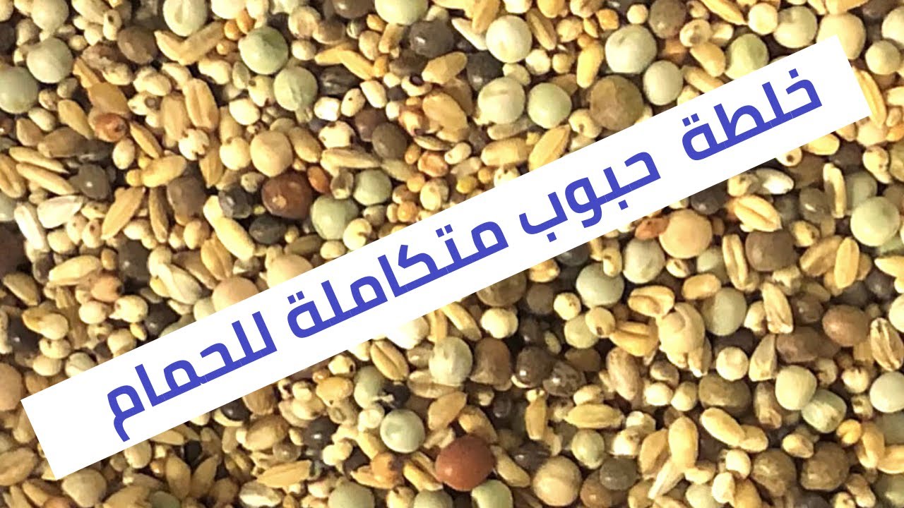 Best pigeon food 💪🕊| خلطة حبوب متكاملة للحمام | مثالية للمناقير القصيرة 🥰