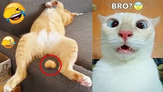 Funny Dogs, Cats and Animals Videos 2023 😍😺Most Trending Animal Videos #28