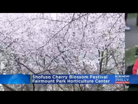 Philly Residents Attend Shofuso Cherry Blossom Festival At Fairmount ...