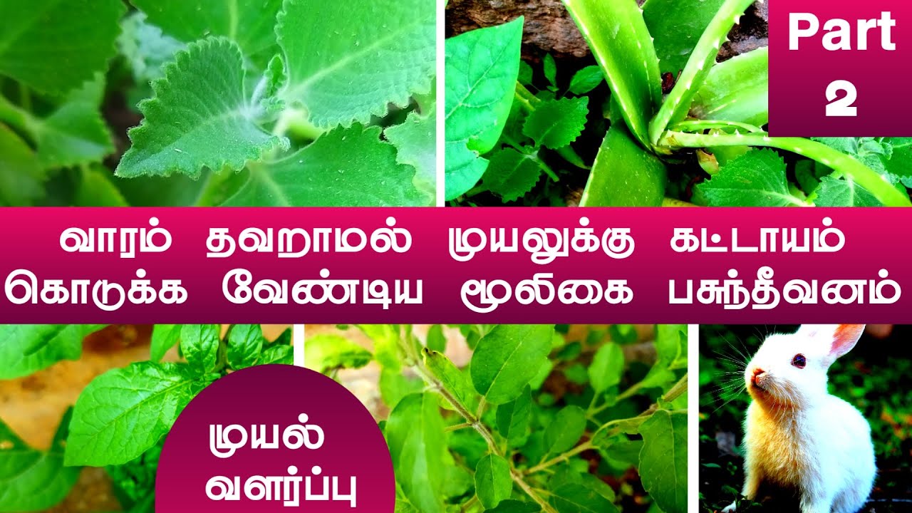 Vari Muyal முயலுக்கு முக்கியமான மூலிகை பசுந்தீவனம் Part 2 | Muyal Valarpu in tamil ...