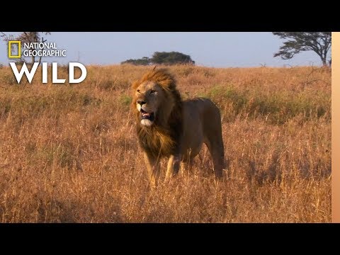 Video: Which Animal Has The Loudest Voice