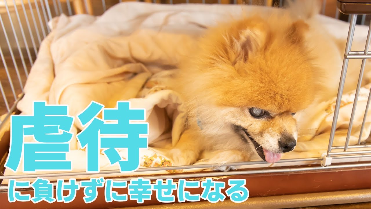虐待されて保健所へ片足が動かず両目が見えなくても元気に生きるワンコ Youtube