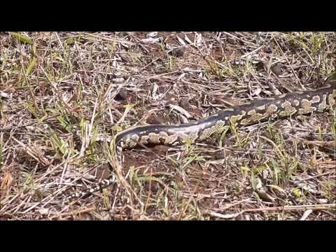 ToPS Species- Release of an African Rock Python