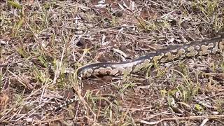 ToPS Species- Release of an African Rock Python