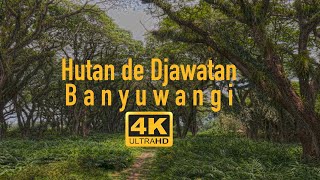 Hutan De Djawatan Banyuwangi