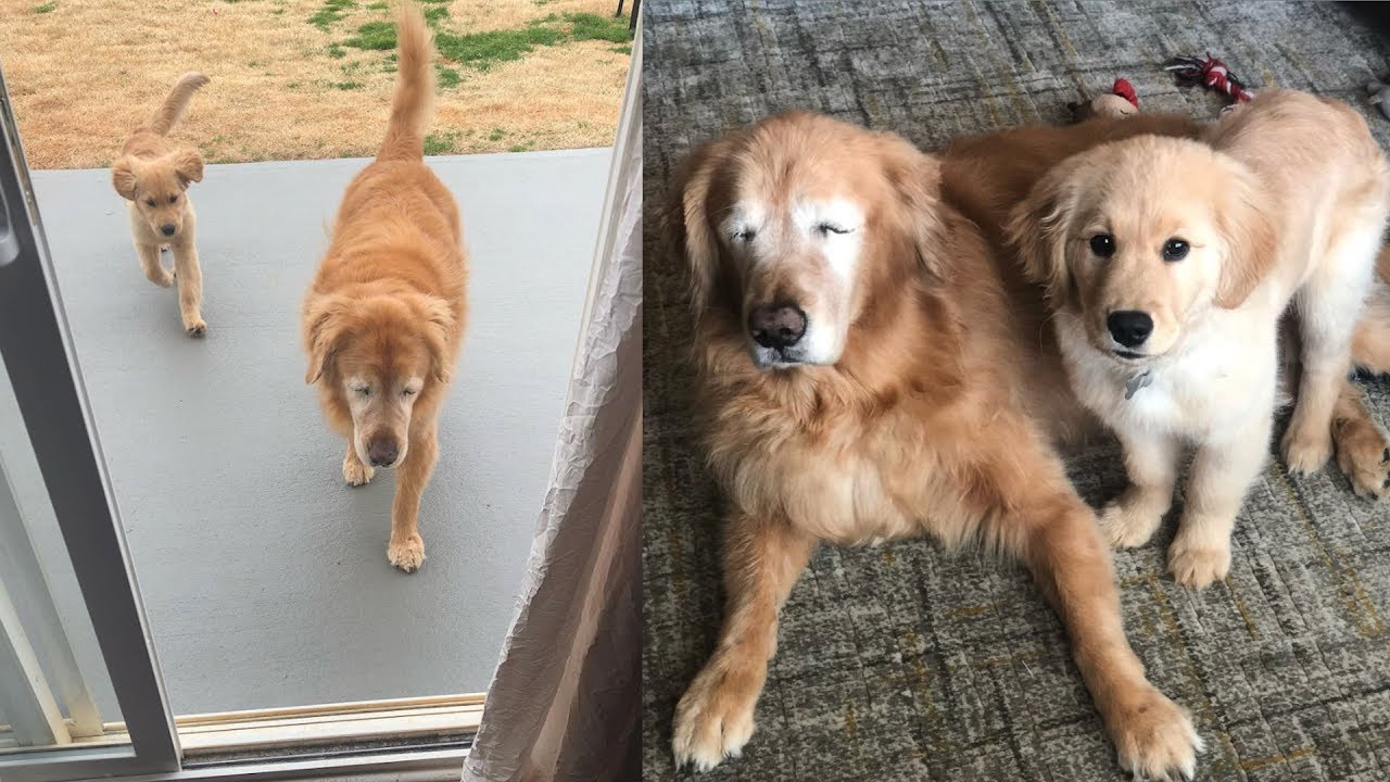 senior golden retriever rescue